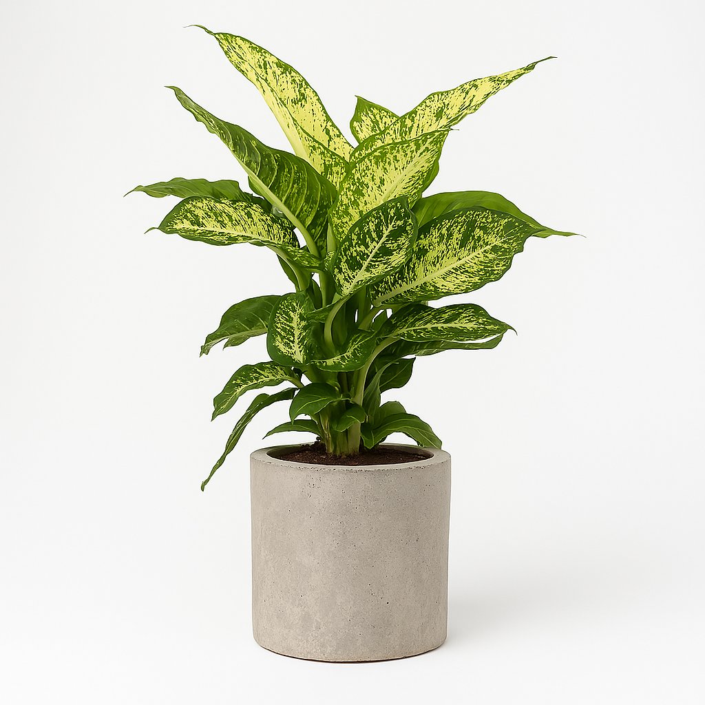 Dieffenbachia Mars - 50cm in einem modernen Studio mit modernem Topf