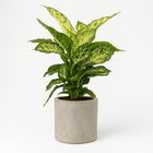 Dieffenbachia Mars - 50cm in einem modernen Studio mit modernem Topf