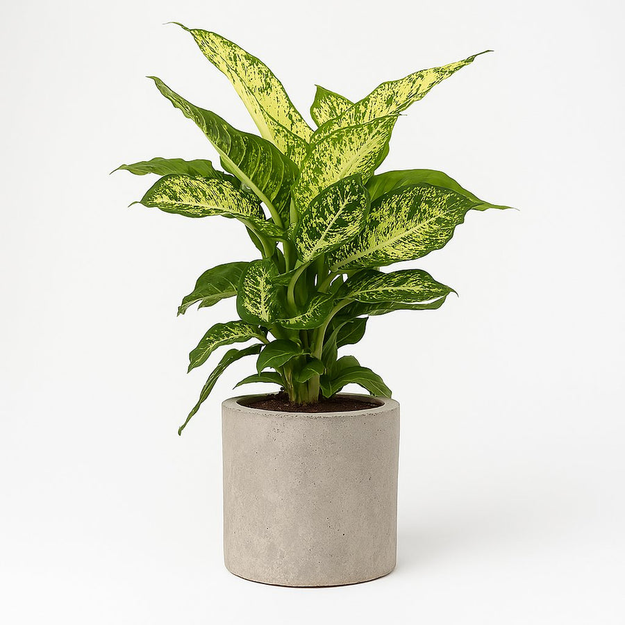 Dieffenbachia Mars - 50cm in einem modernen Studio mit modernem Topf