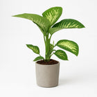 Dieffenbachia Seguine Tropic Snow - 70cm in einem modernen Studio mit modernem Topf