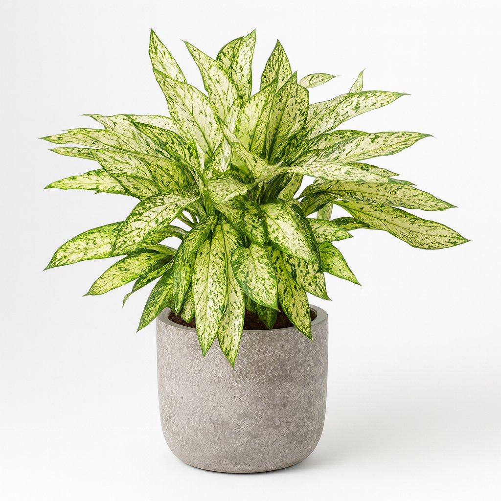 Dieffenbachia Vesuvius - 80cm in einem modernen Studio mit modernem Topf