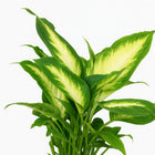Dieffenbachia Camilla - 35cm