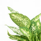 Dieffenbachia Compacta - 45cm