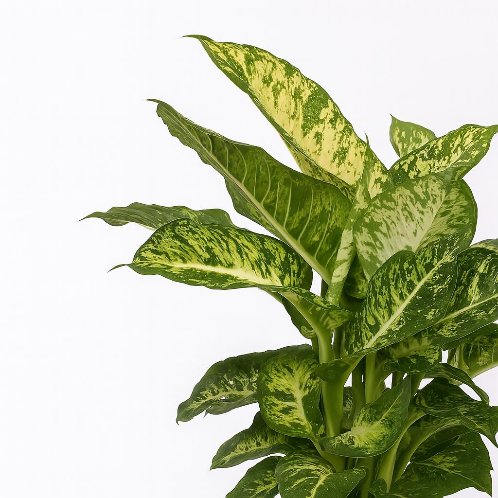 Dieffenbachia Mars - 50cm
