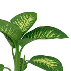 Dieffenbachia Seguine Tropic Snow - 70cm