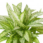 Dieffenbachia Vesuvius - 80cm