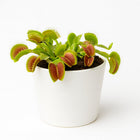 Dionaea Muscipula - 12cm in einem modernen Studio mit modernem Topf