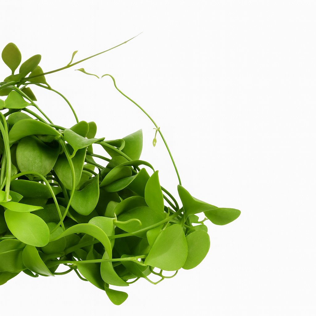 Dischidia Imbricata - 40cm