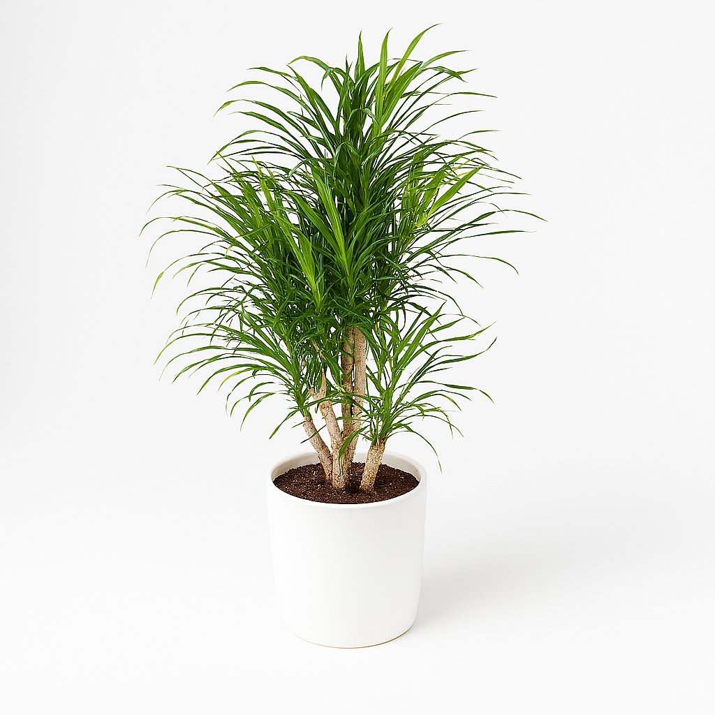 Dracaena Anita - 100cm in einem modernen Studio mit modernem Topf