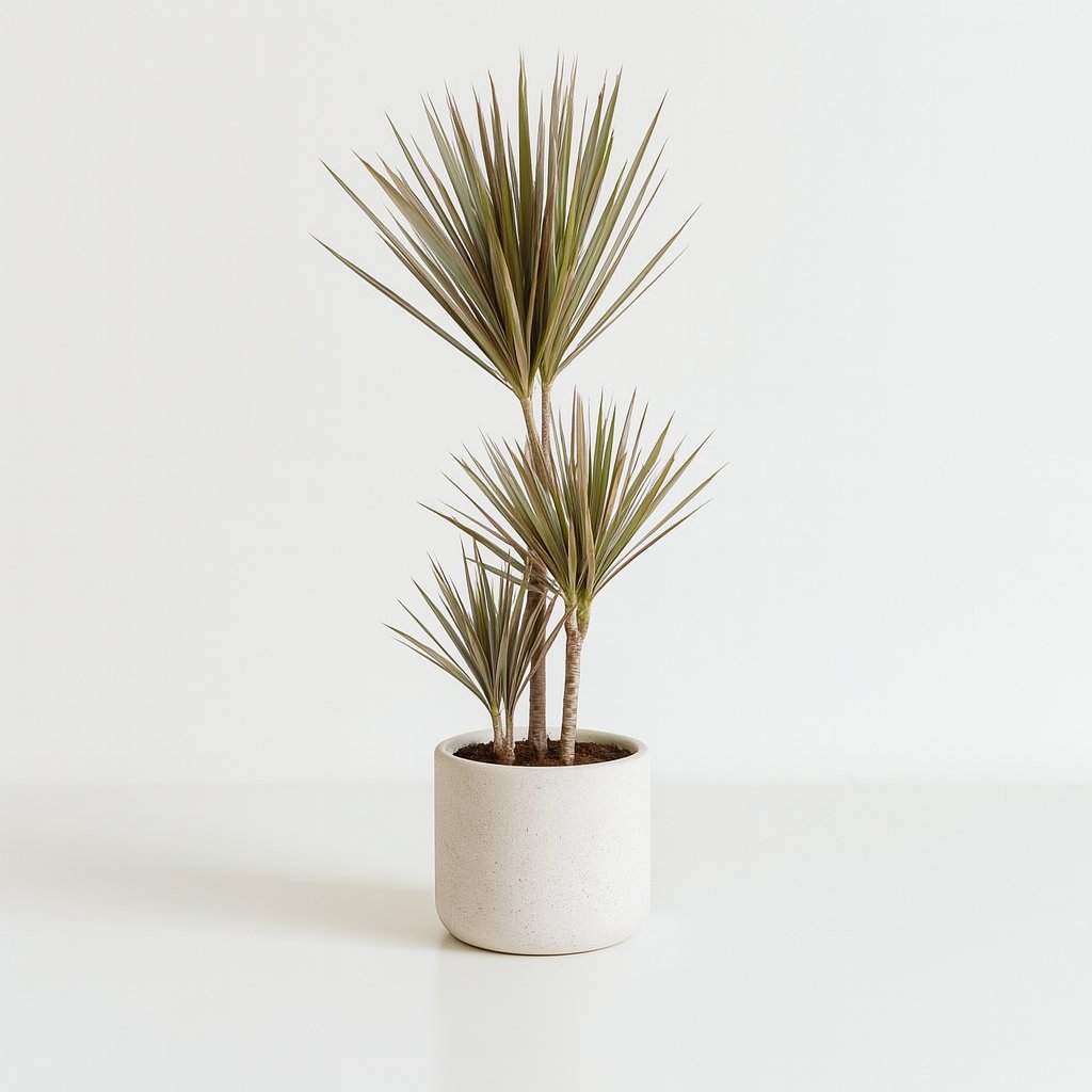Dracaena Bicolor - 115cm in einem modernen Studio mit modernem Topf