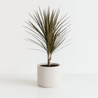 Dracaena Bicolor - 75cm in einem modernen Studio mit modernem Topf