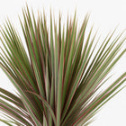 Dracaena Bicolor - 95cm