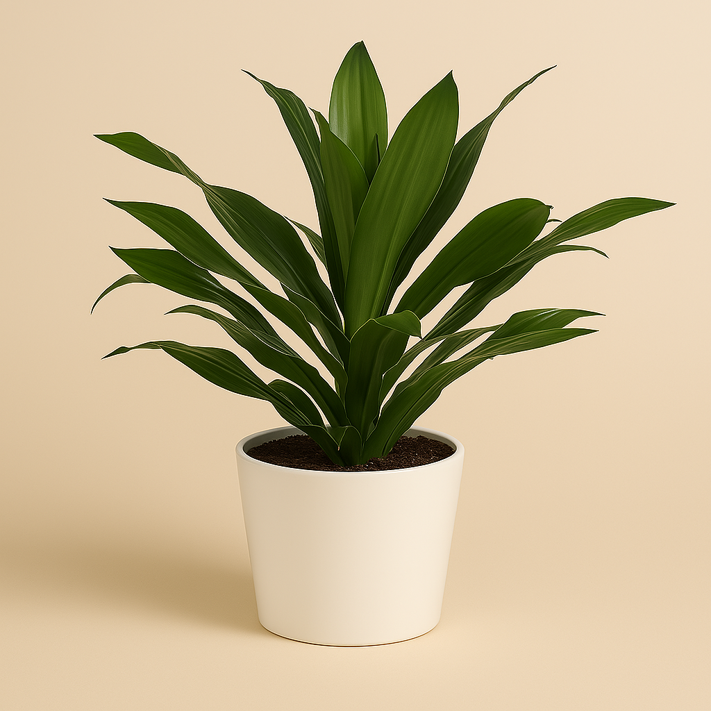 Dracaena Fragrans - 40cm in einem modernen Studio mit modernem Topf