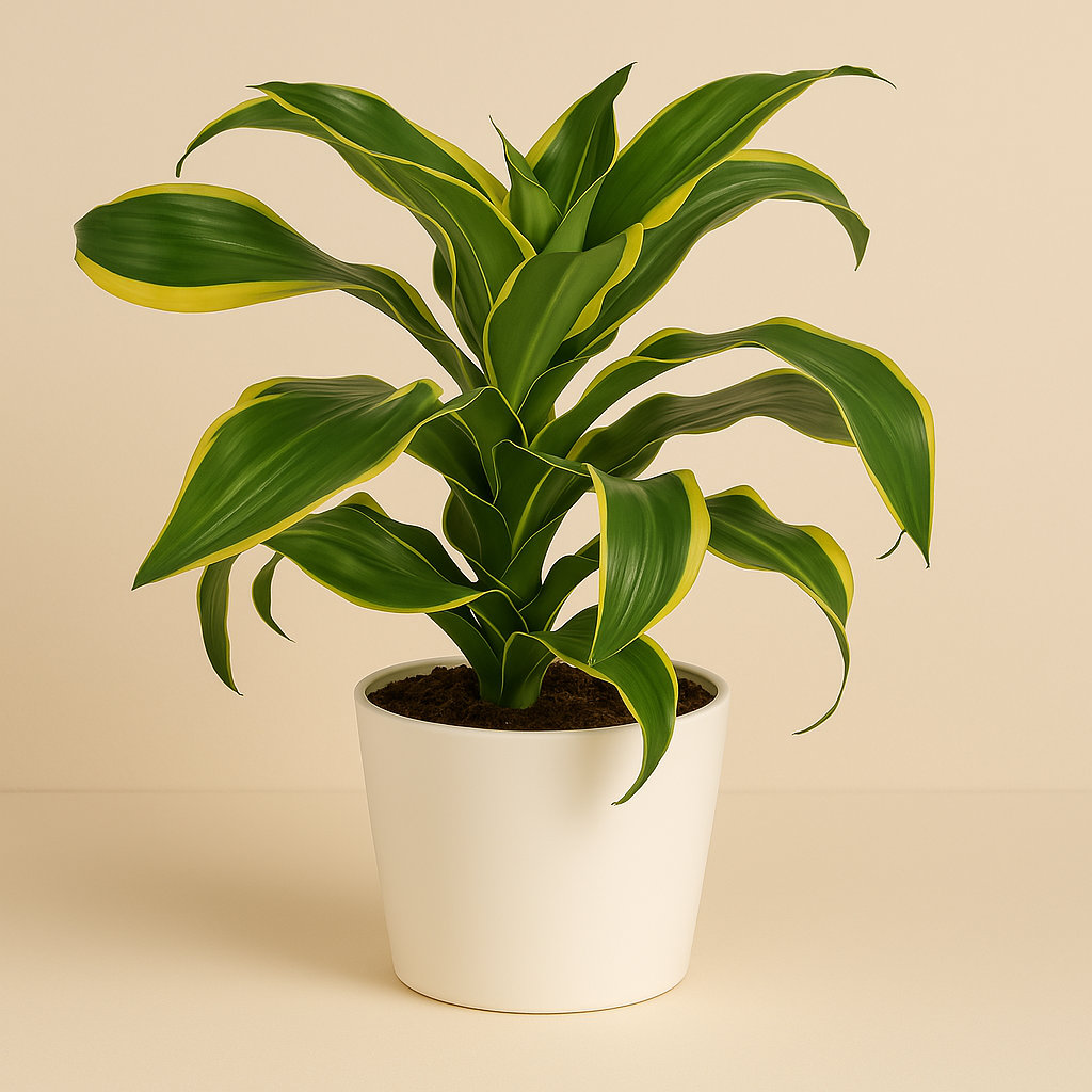 Dracaena Fragrans - 40cm in einem modernen Studio mit modernem Topf