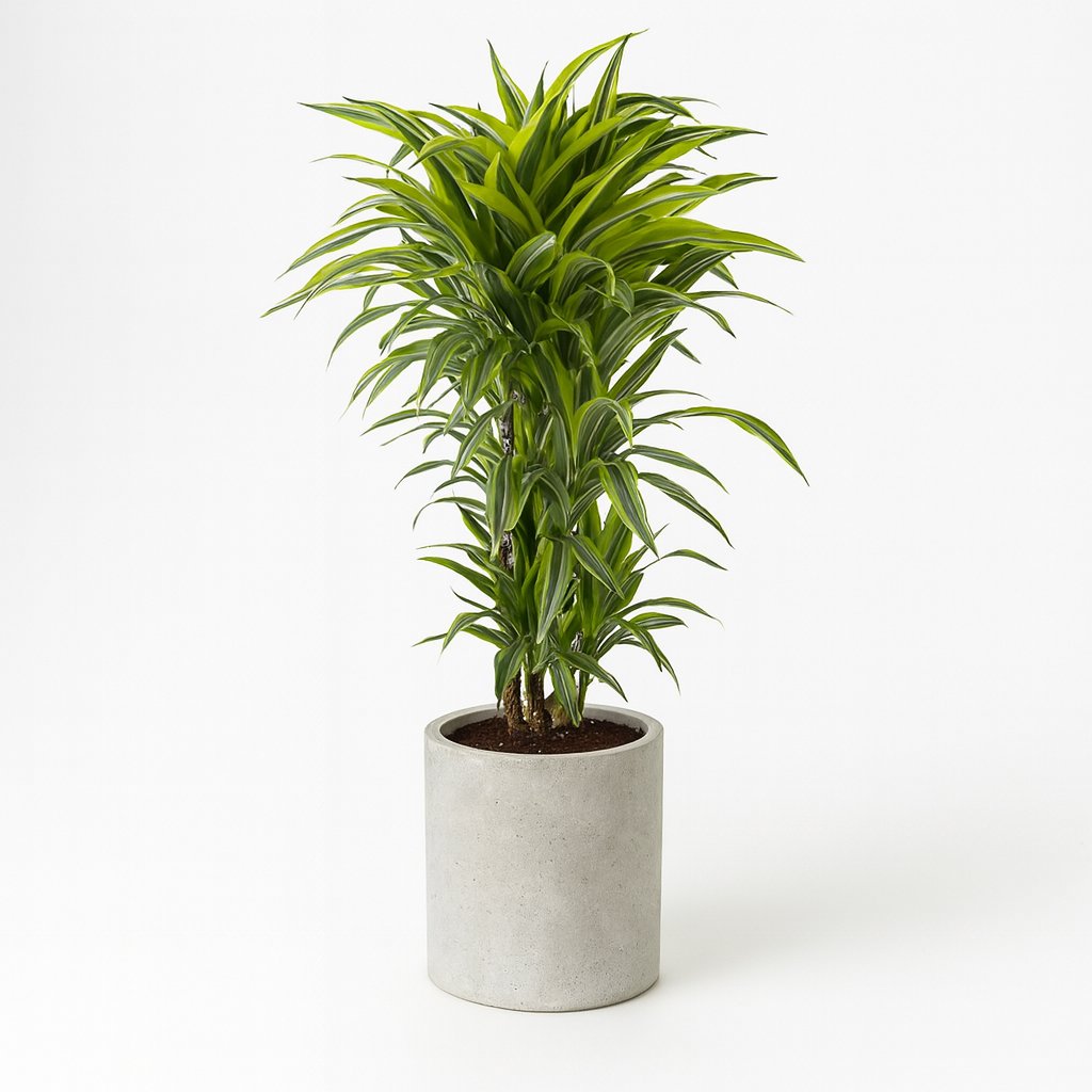 Dracaena Fragrans Lemon Lime - 120cm in einem modernen Studio mit modernem Topf