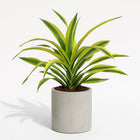 Dracaena Fragrans Lemon Lime - 40cm in einem modernen Studio mit modernem Topf