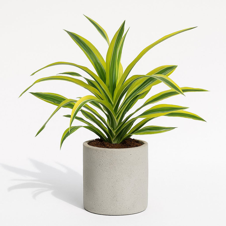 Dracaena Fragrans Lemon Lime - 40cm in einem modernen Studio mit modernem Topf