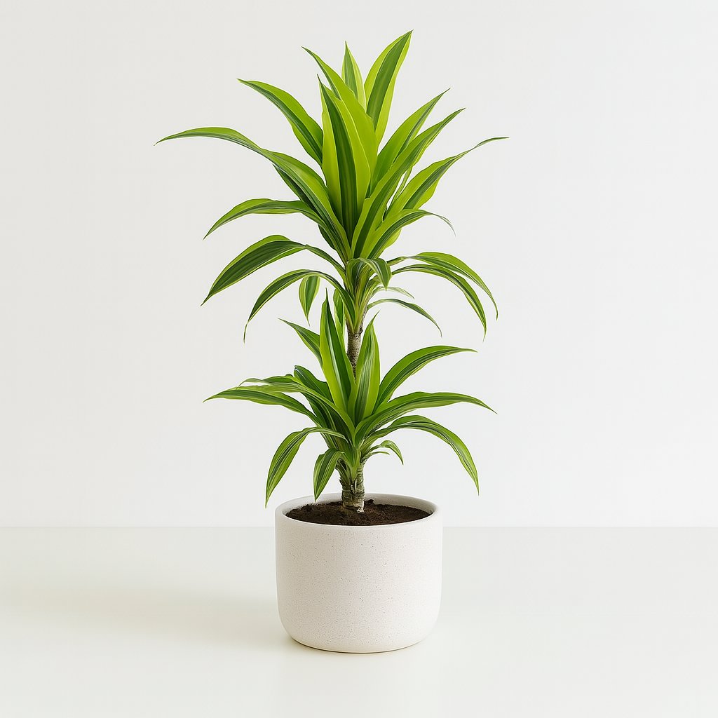 Dracaena Lemon Lime - 65cm in einem modernen Studio mit modernem Topf