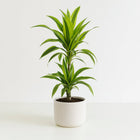 Dracaena Lemon Lime - 65cm in einem modernen Studio mit modernem Topf