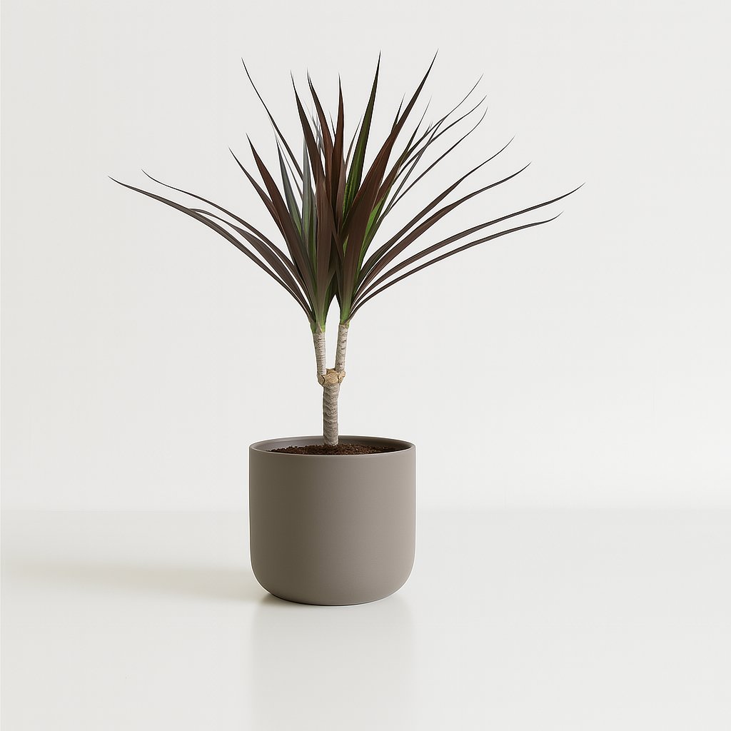 Dracaena Magenta - 50cm in einem modernen Studio mit modernem Topf