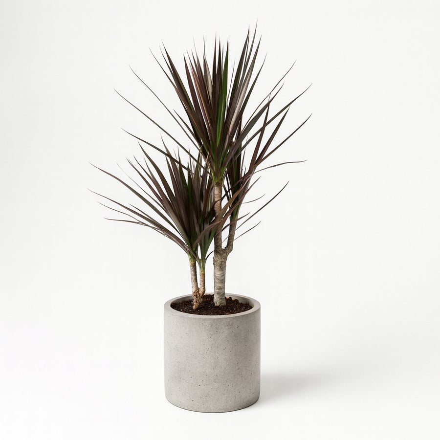 Dracaena Magenta - 80cm in einem modernen Studio mit modernem Topf