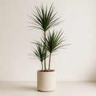 Dracaena Marginata - 115cm in einem modernen Studio mit modernem Topf