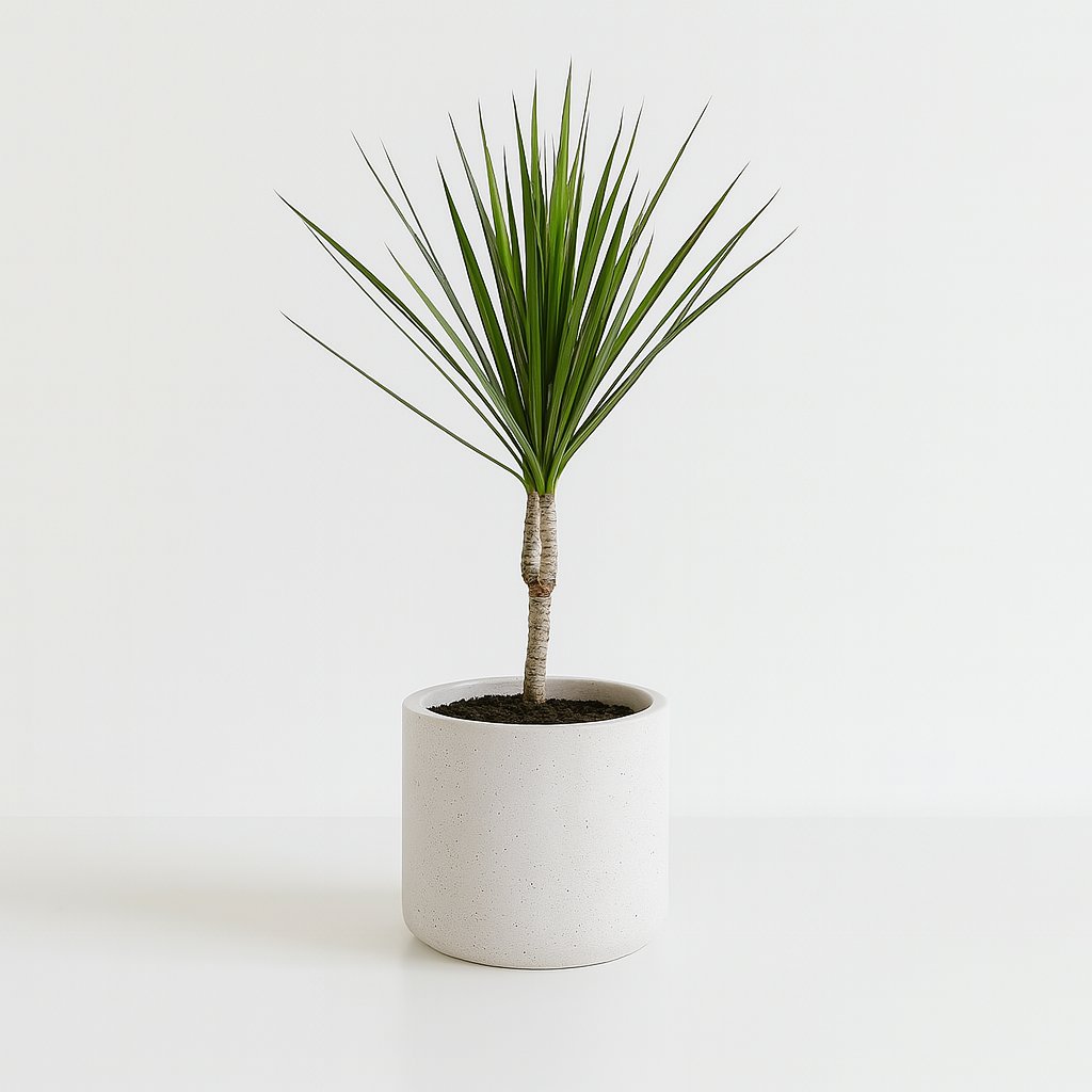 Dracaena Marginata - 55cm in einem modernen Studio mit modernem Topf