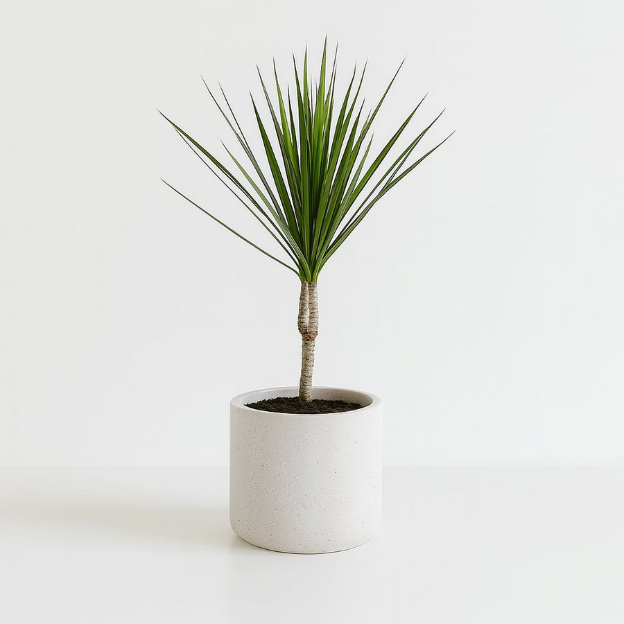 Dracaena Marginata - 55cm in einem modernen Studio mit modernem Topf