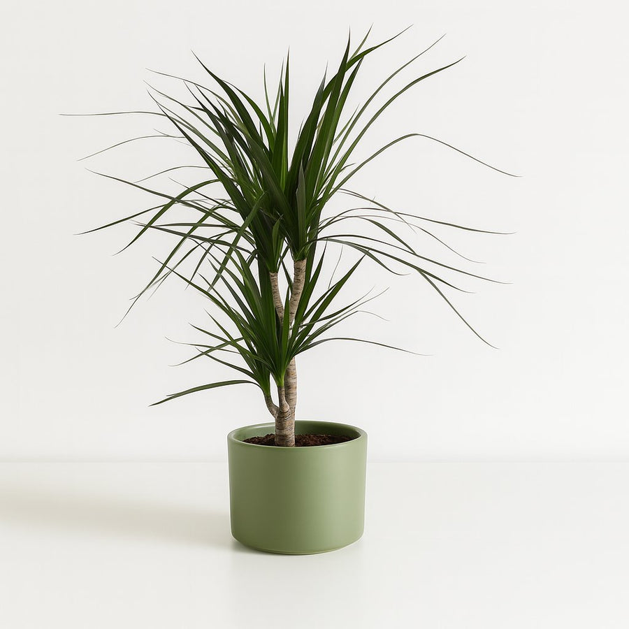 Dracaena Marginata - 70cm in einem modernen Studio mit modernem Topf