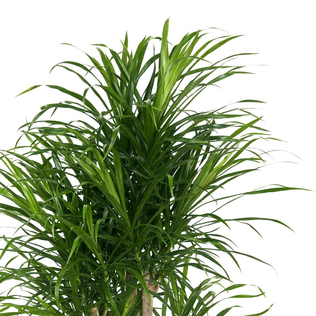 Dracaena Anita - 100cm