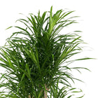 Dracaena Anita - 100cm