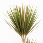 Dracaena Bicolor - 115cm