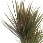 Dracaena Bicolor - 75cm