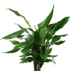 Dracaena Fagrans Steudneri Green - 55cm
