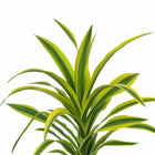 Dracaena Fragrans Lemon Lime - 40cm