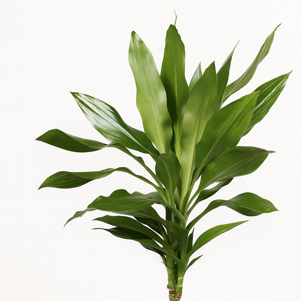 Dracaena Janet Lind - 130cm