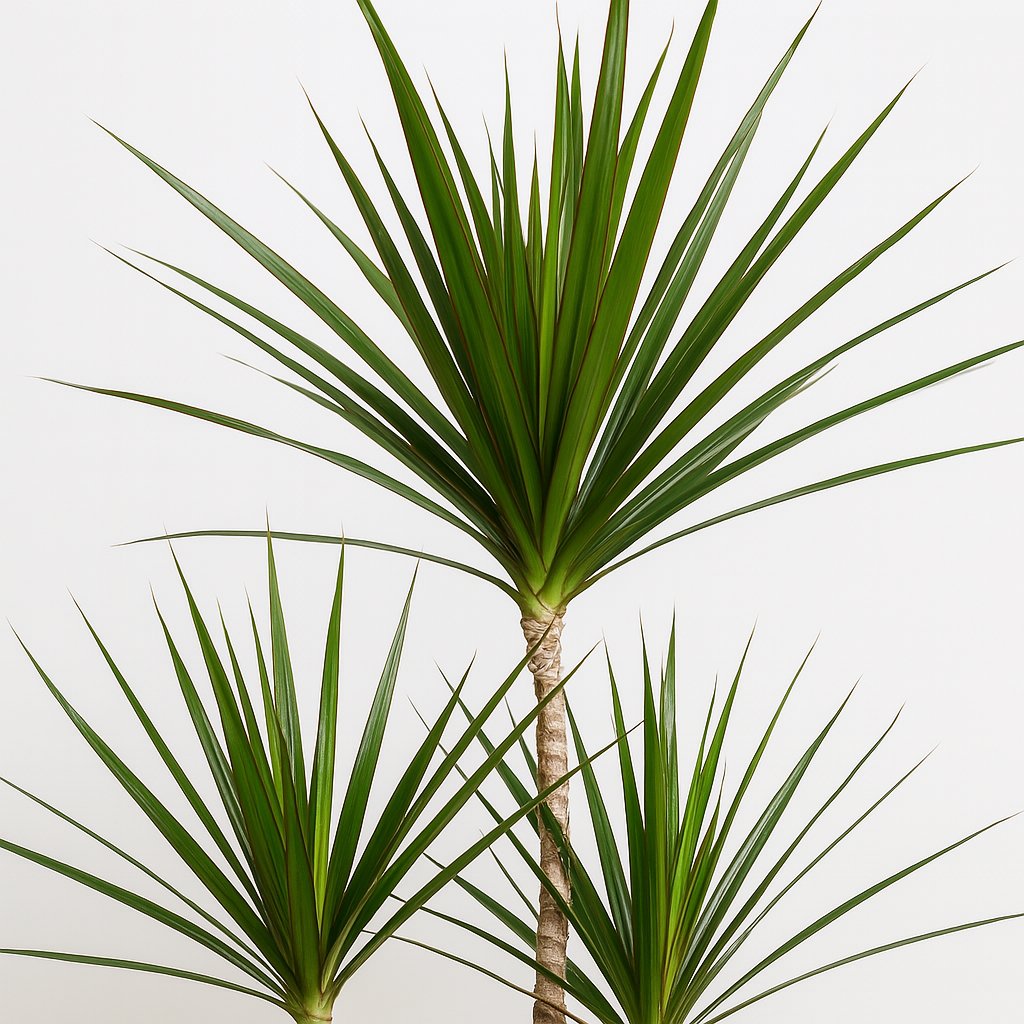 Dracaena Marginata - 115cm-Nahaufnahme