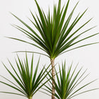 Dracaena Marginata - 115cm-Nahaufnahme