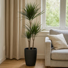 Dracaena Marginata - 115cm