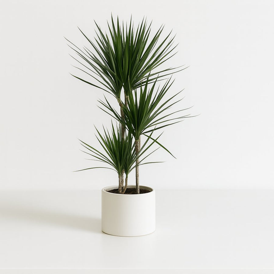 Dracaena Marginata - 120cm in einem modernen Studio mit modernem Topf