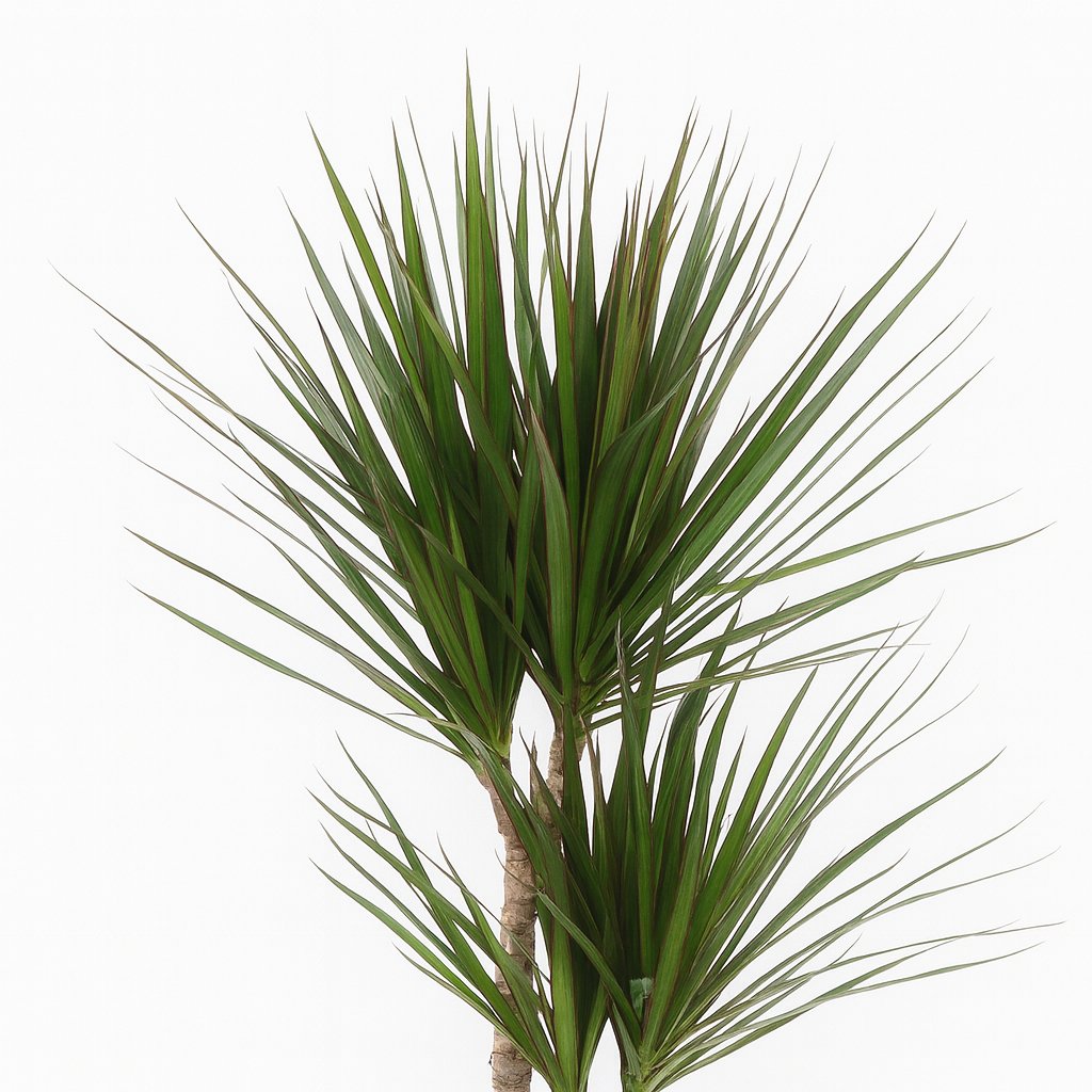 Dracaena Marginata - 120cm