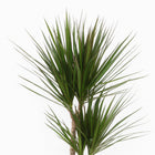 Dracaena Marginata - 120cm