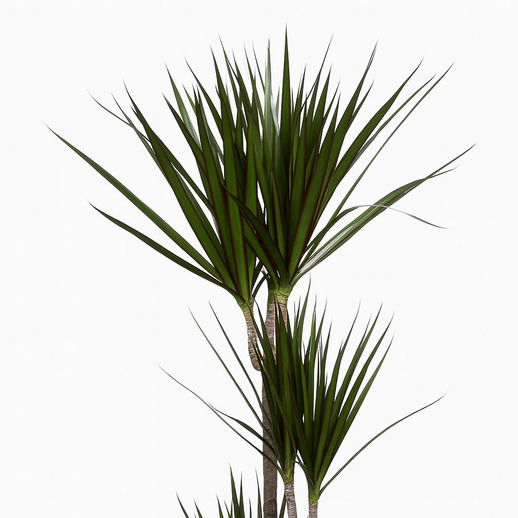 Dracaena Marginata - 120cm