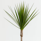 Dracaena Marginata - 55cm