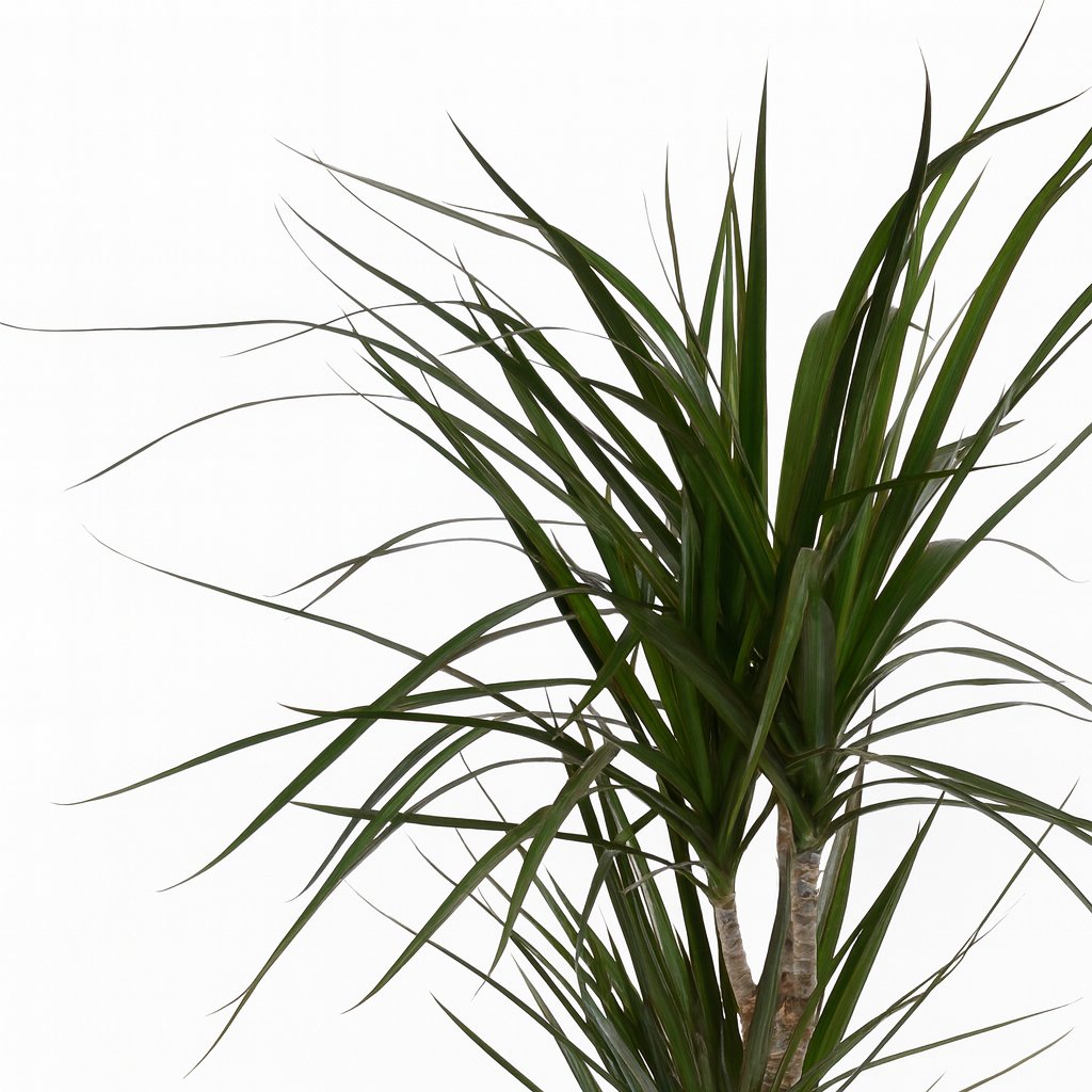 Dracaena Marginata - 70cm