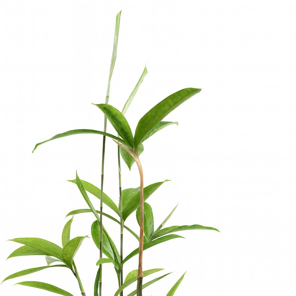 Dracaena Surculosa - 55cm