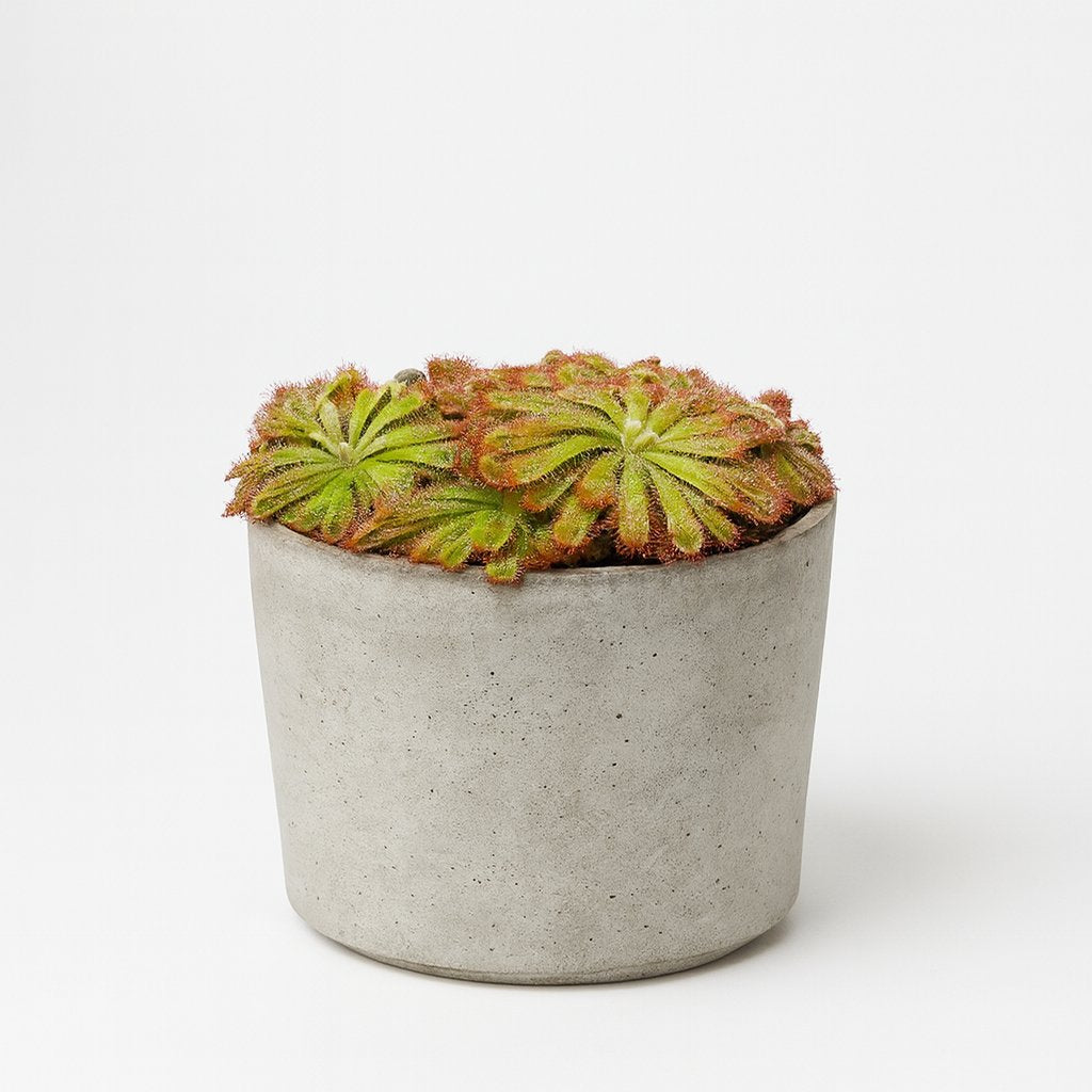 Drosera Aliciae - 12cm in einem modernen Studio mit modernem Topf