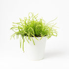 Drosera Capensis - 17cm in einem modernen Studio mit modernem Topf