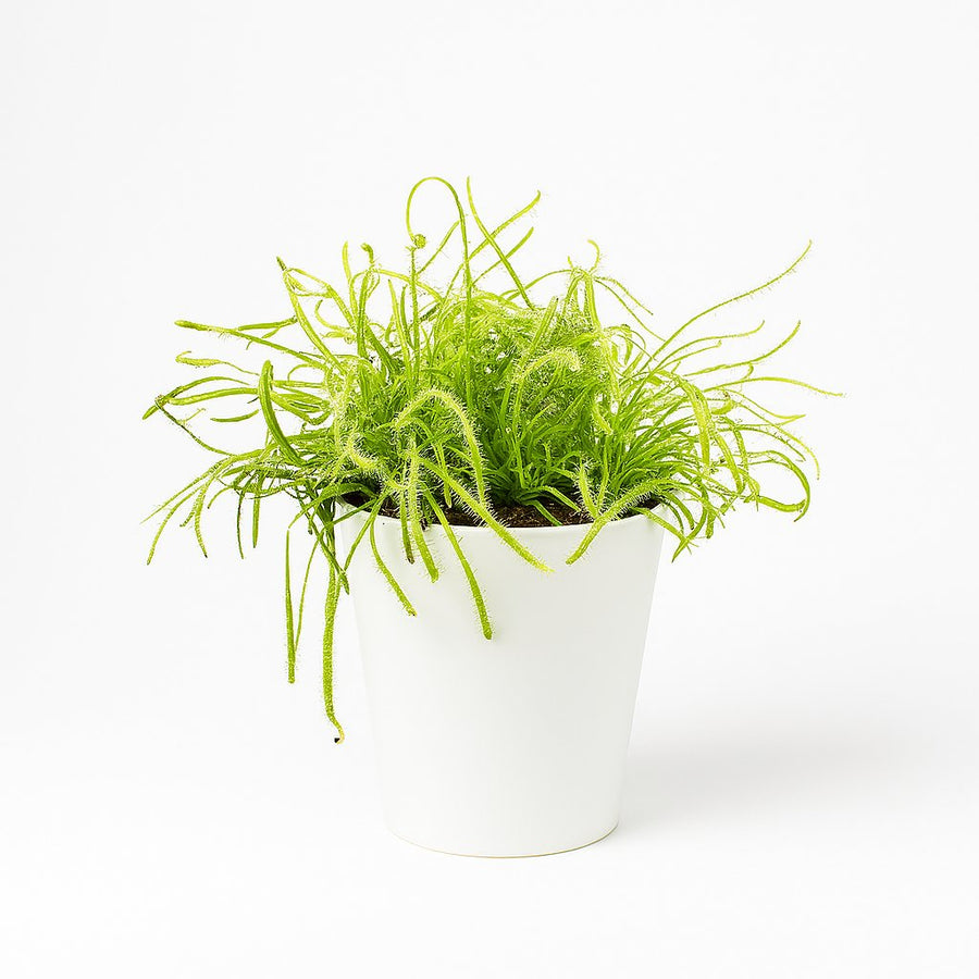 Drosera Capensis - 17cm in einem modernen Studio mit modernem Topf