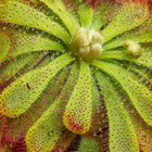 Drosera Aliciae - 12cm